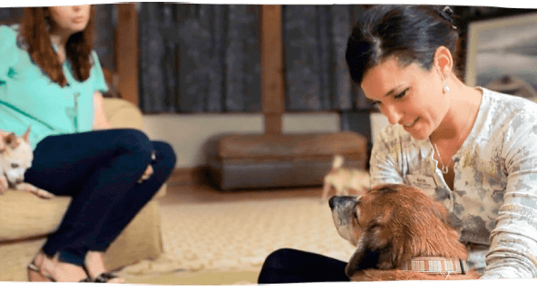 Veterinary externship program
